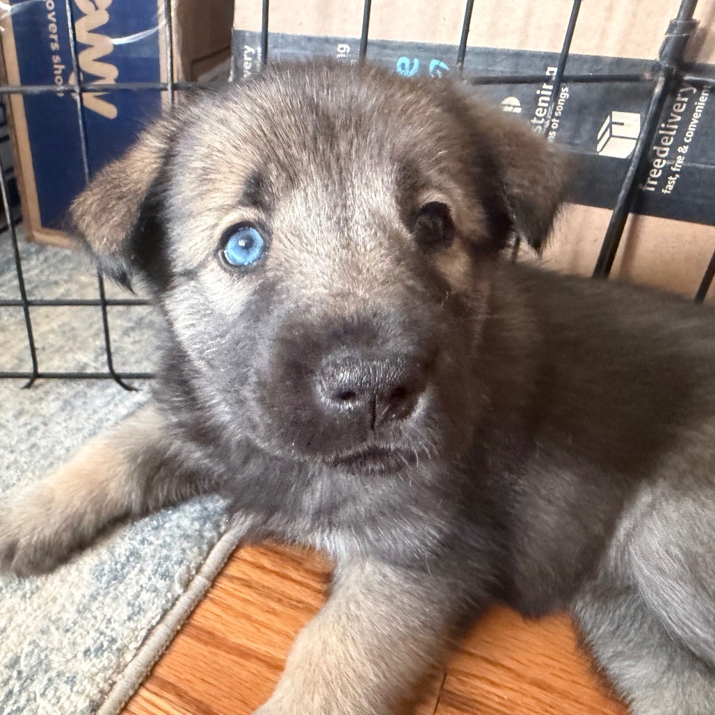 NORA (CAN LEAVE 10/4) - Husky / Mixed Breed (Medium) available for adoption
