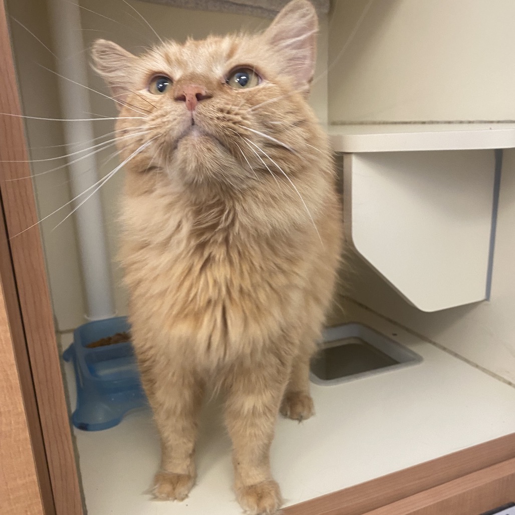 DAVE - Domestic Longhair available for adoption