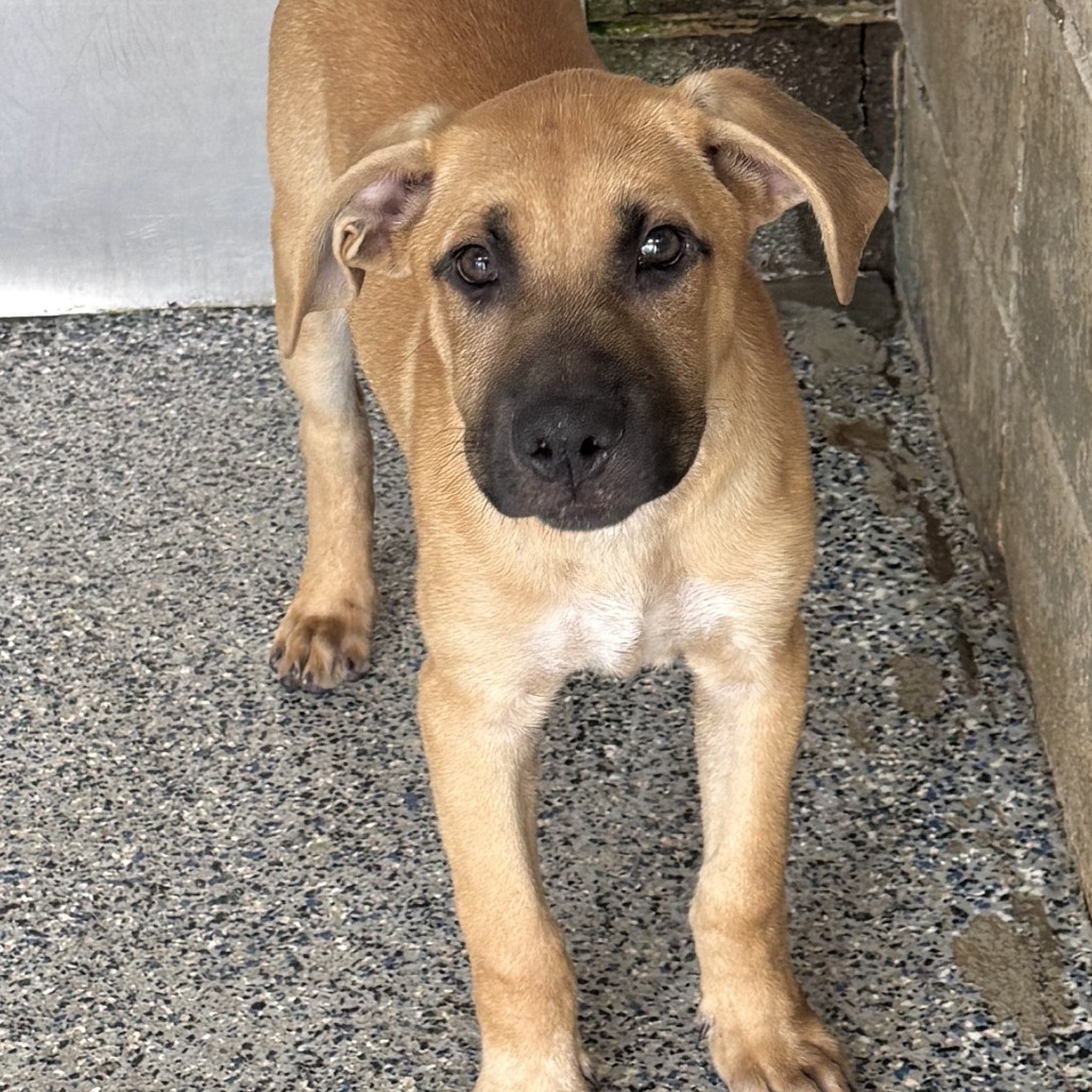 CANDY CORN - Retriever / Black Labrador available for adoption