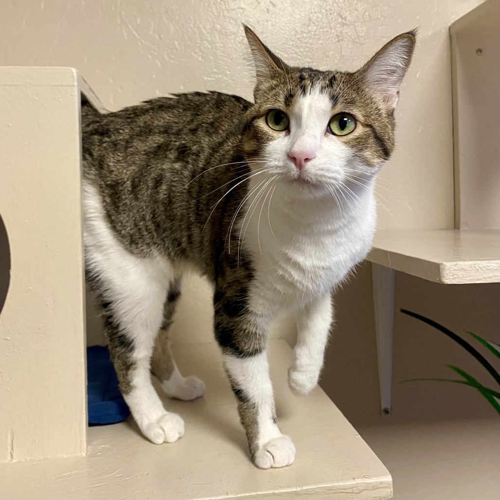 LORALEI - Domestic Shorthair available for adoption