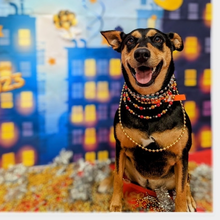 VENUS - Pinscher, Doberman / Mix available for adoption