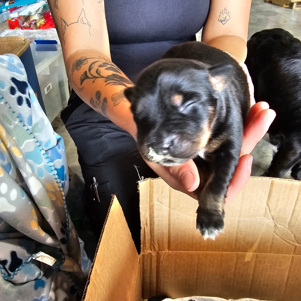 FWT MONTANA - Retriever, Black Labrador / Collie, Border available for adoption