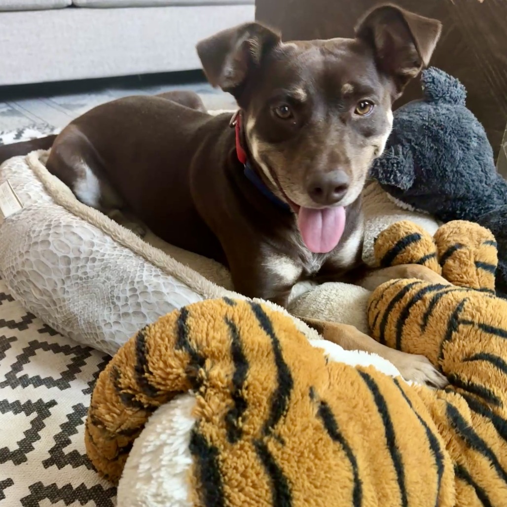 Magic Conch — thumbnail 7