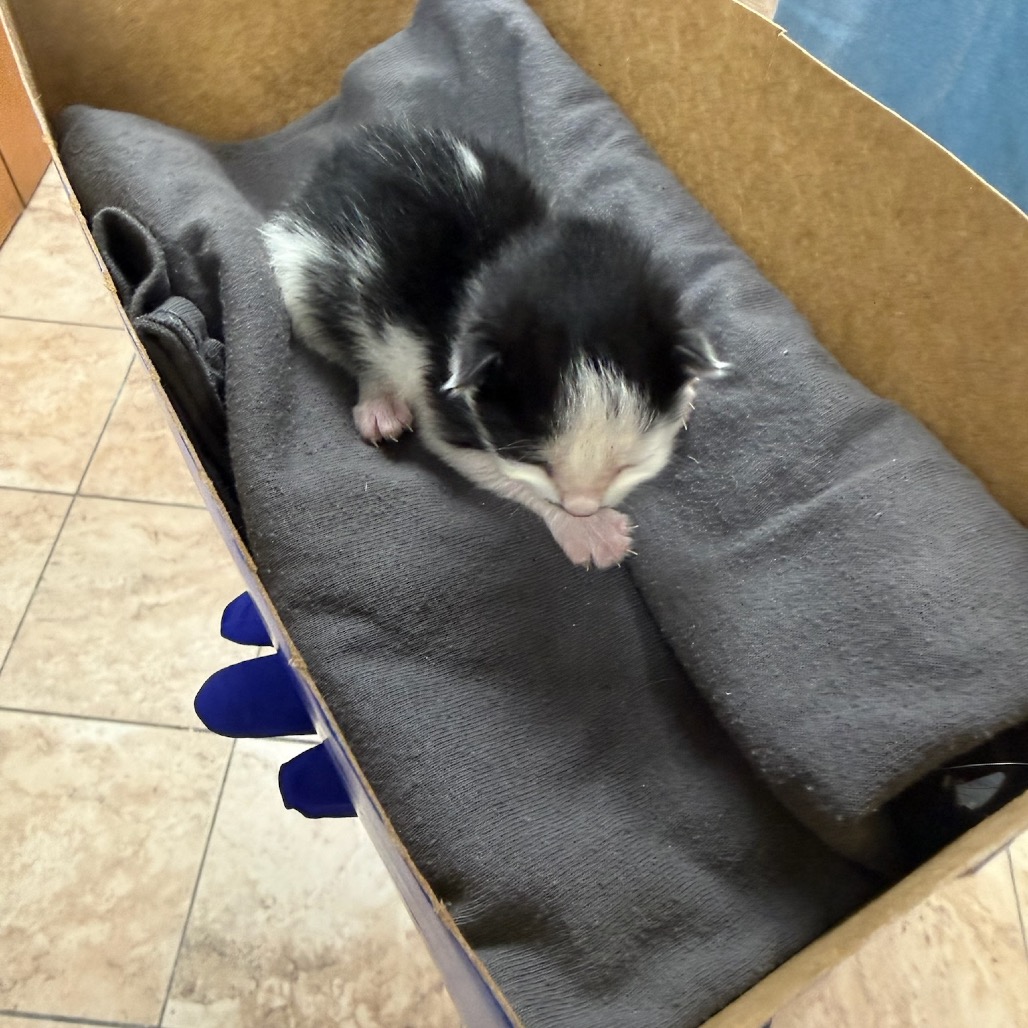  Photo of TUSC-Stray-84796