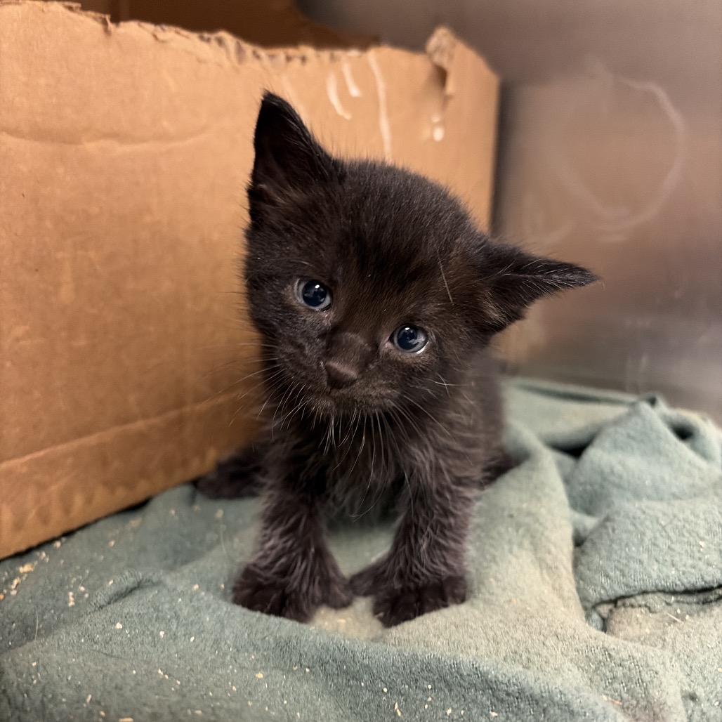 LIGHTNING - Domestic Shorthair available for adoption