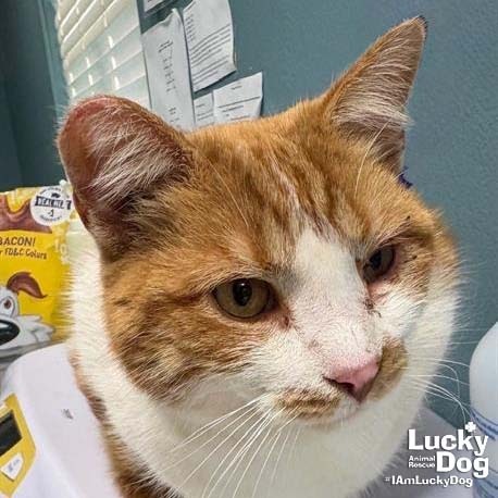 RIPLEY - Domestic Shorthair available for adoption