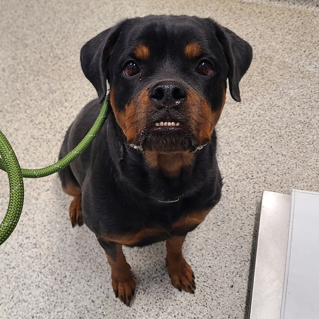 Bambi — thumbnail 2