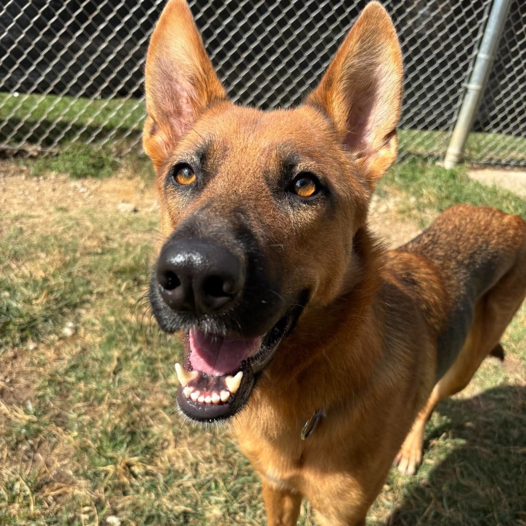 Enya, photo 5