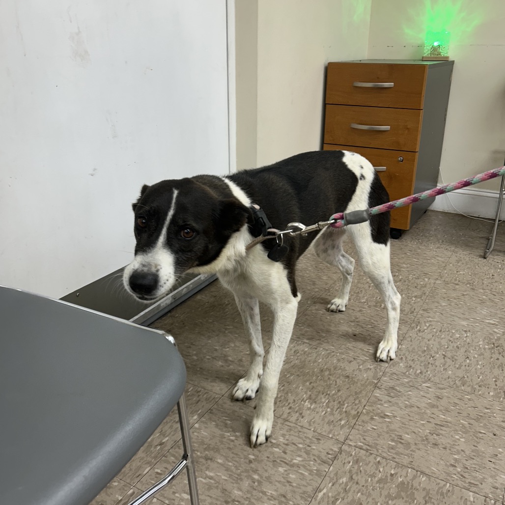 AUNT BEE - Terrier / Mix available for adoption