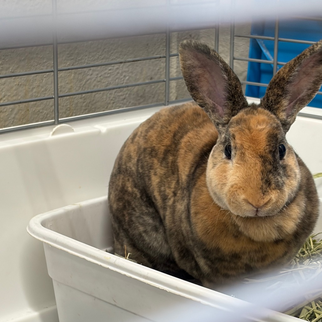 WILLOW - Rex / Mini available for adoption