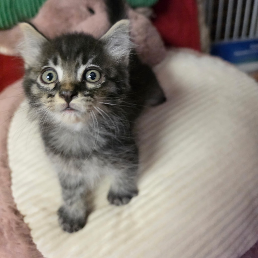 Photo of MOON PIE