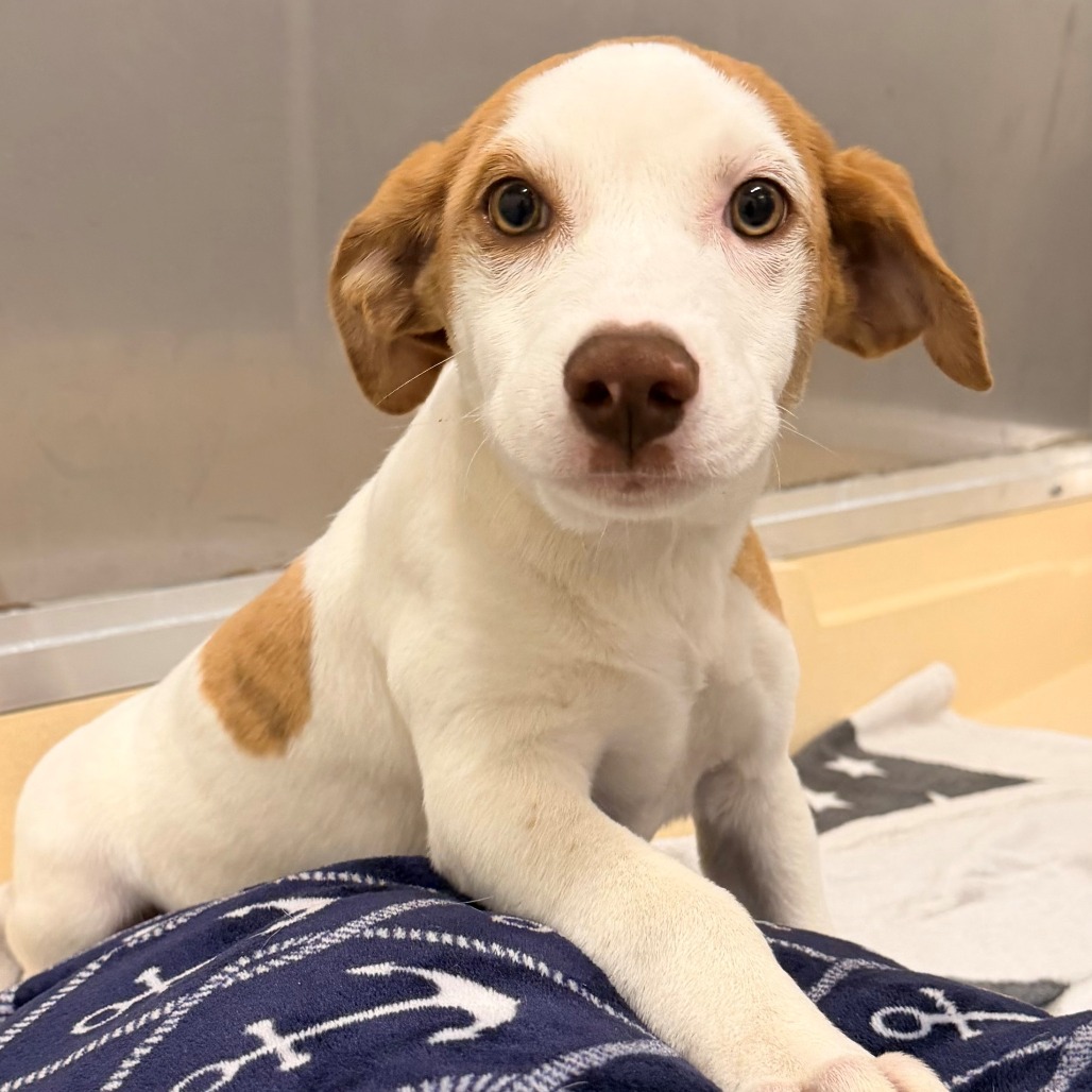 Holly *available 10/18 at off-site adoption event is available for ...