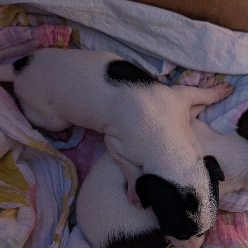 Pip