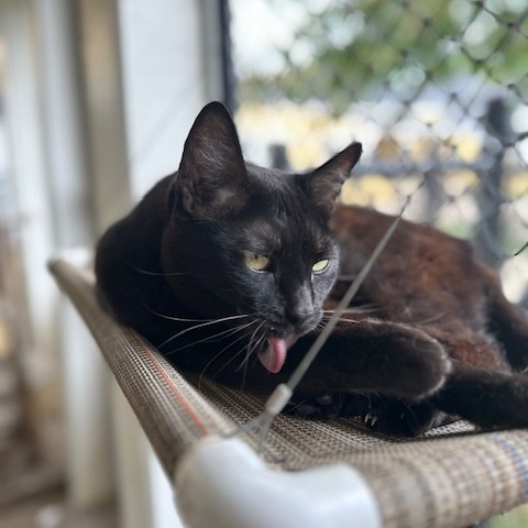 Elvira
