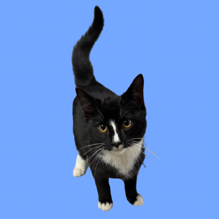  Photo of TUSC-Stray-82941