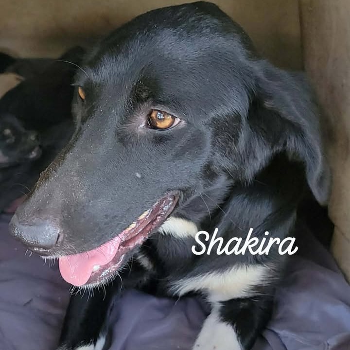 SHAKIRA - Collie, Border / Shepherd available for adoption