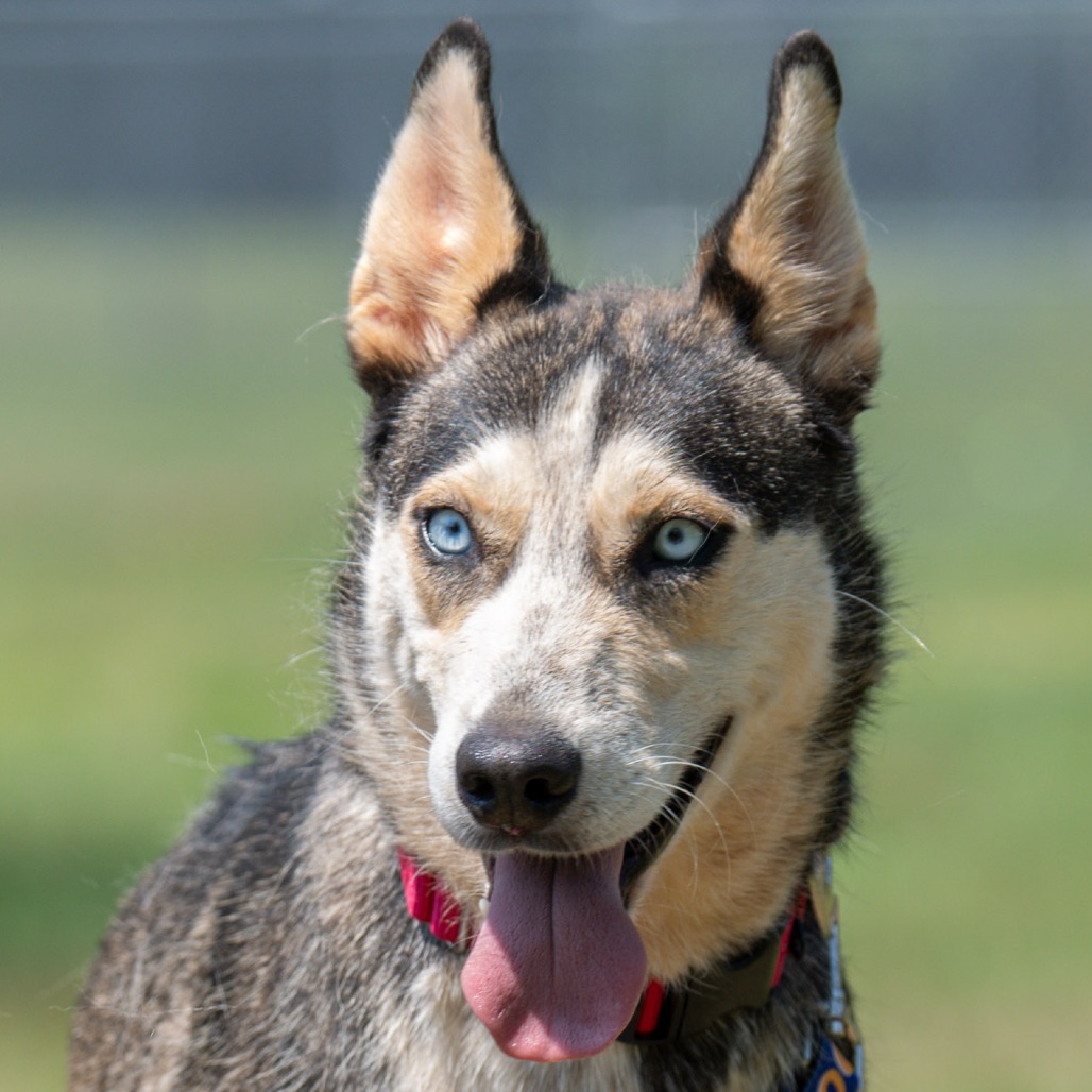 Mixed Breed