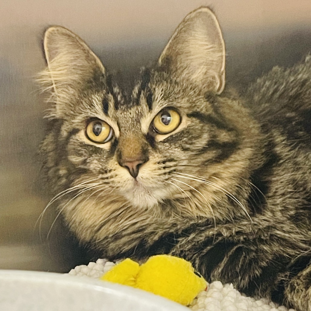 Lulu available through our Foster to Adopt Program, photo 4