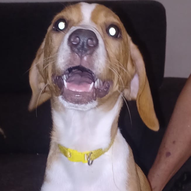 PECKY - Terrier / Mix available for adoption