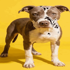ACE - Mixed Breed (Medium) available for adoption