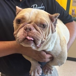 FIONA - Mixed Breed (Medium) available for adoption