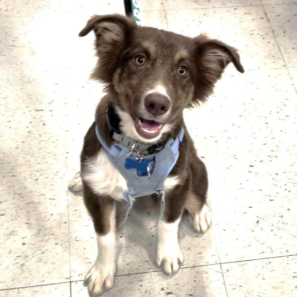 COPPER - Shepherd / Australian available for adoption