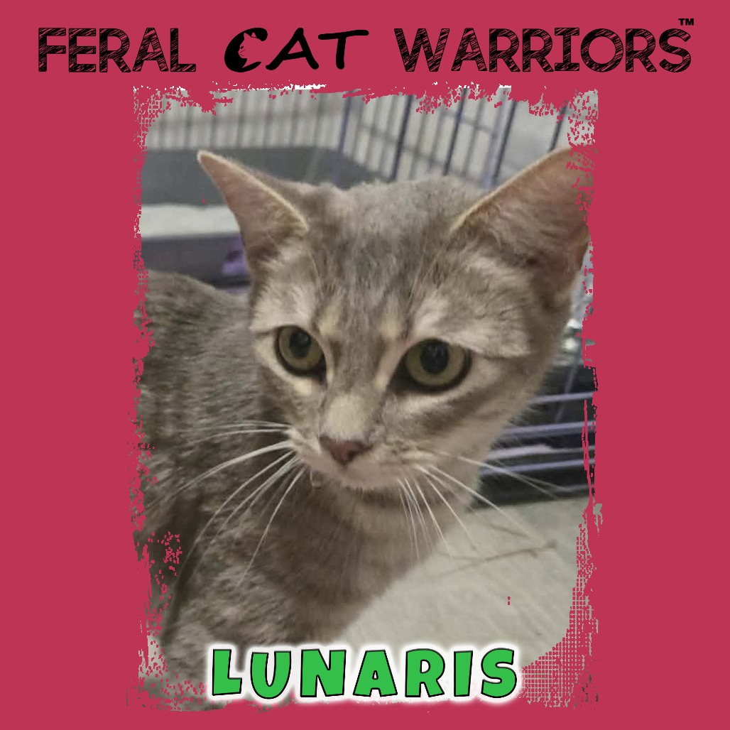 Lunaris