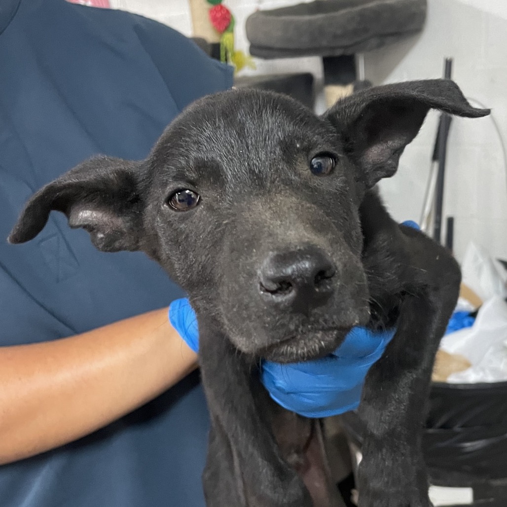 ELIJAH - Retriever / Black Labrador available for adoption