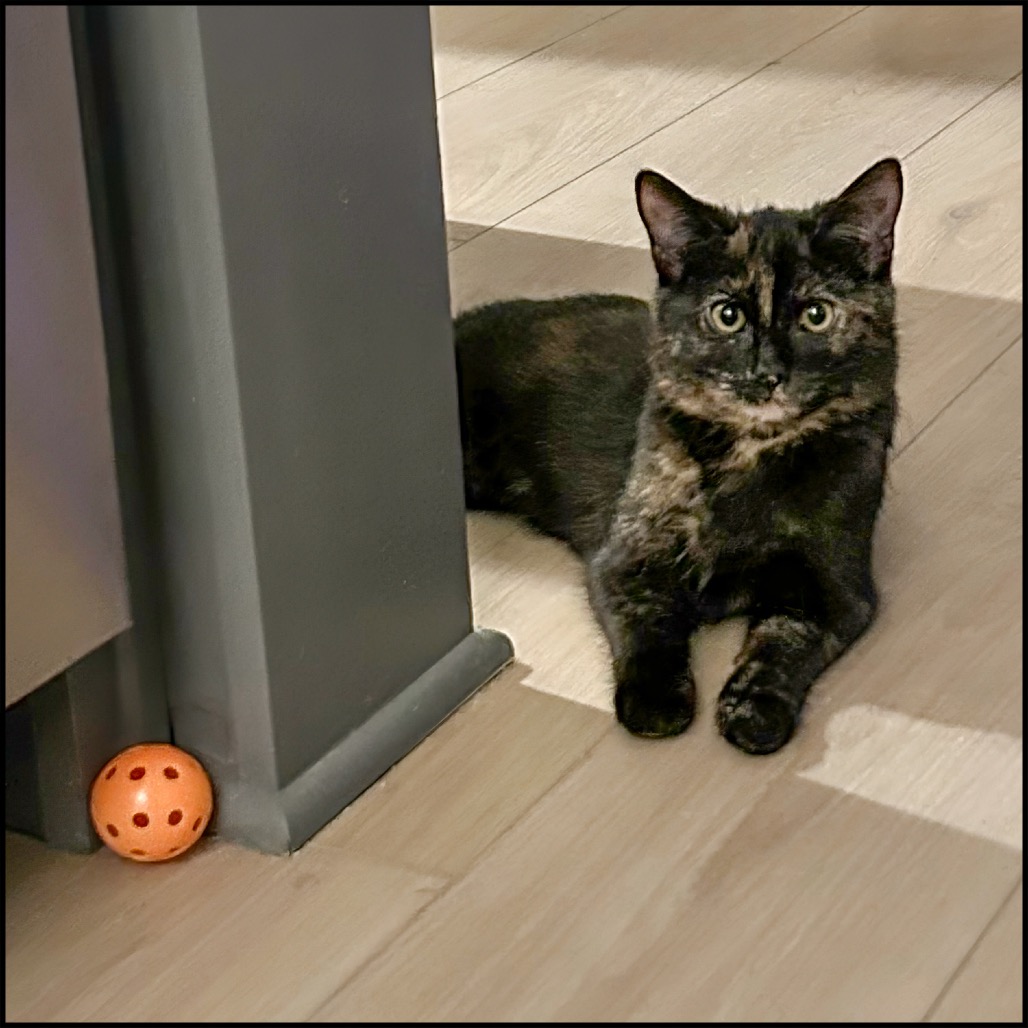OLIVE OIL - Domestic Shorthair available for adoption