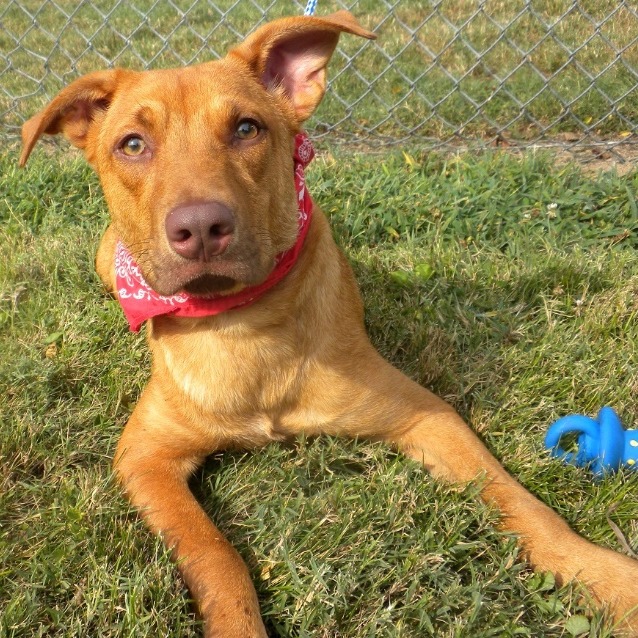 Jeffersonville Animal Shelter Adoption