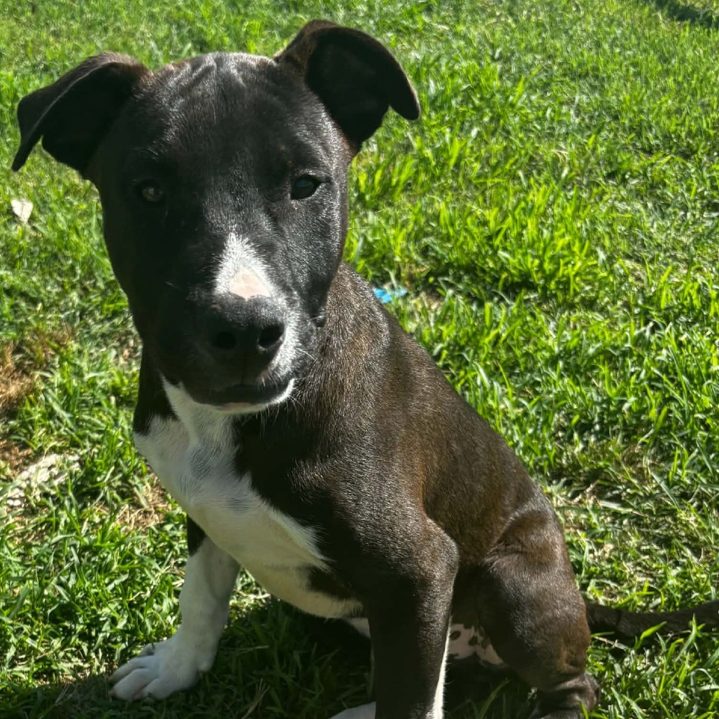SLEEPY - Mixed Breed (Medium) available for adoption