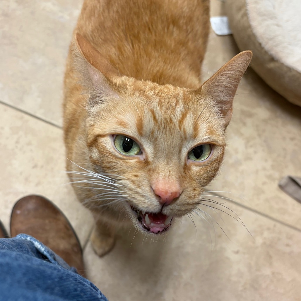 Mordecai — thumbnail 8