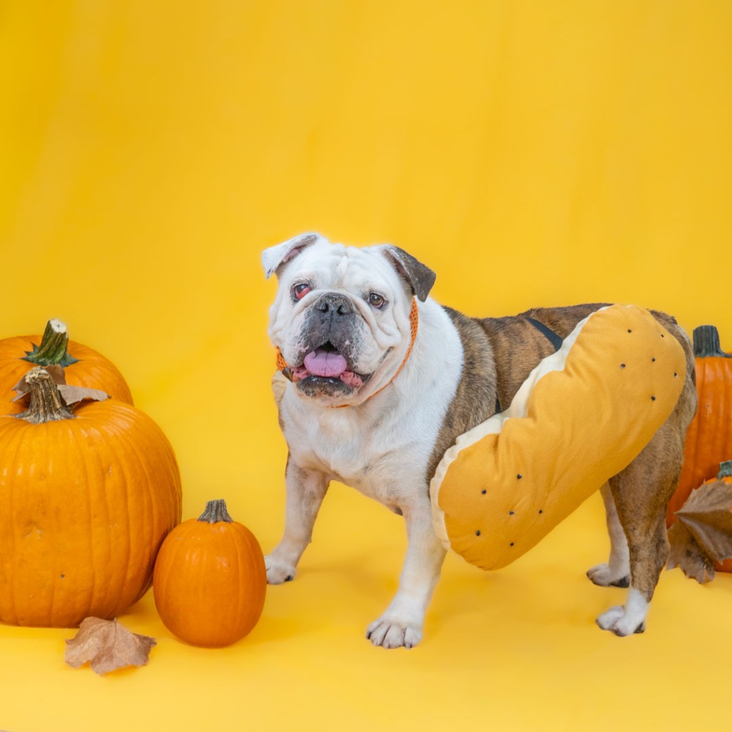 Peanut the Dog