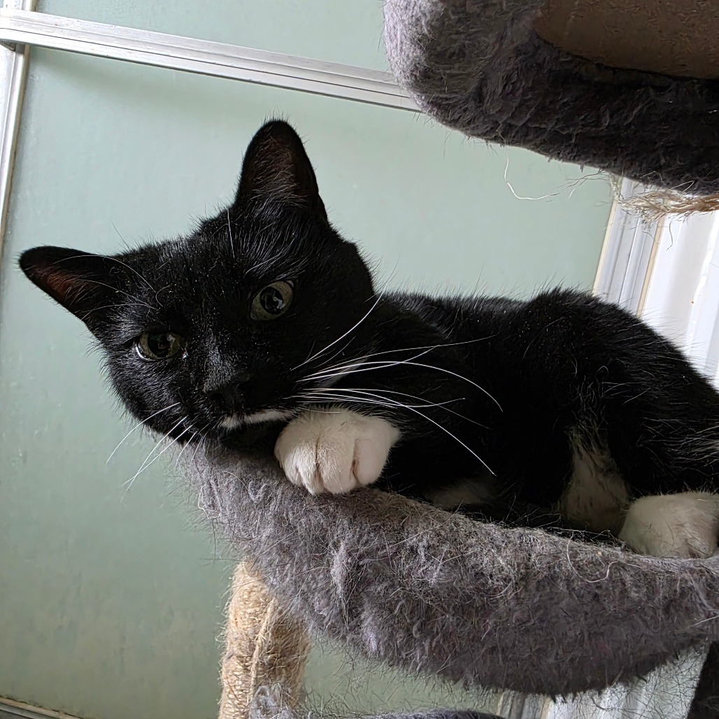 MISS FANCY PANTS - Domestic Shorthair available for adoption