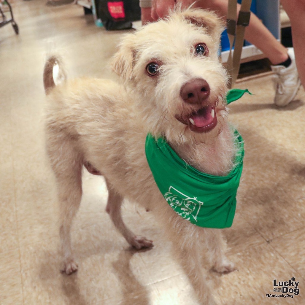 TOVA - Schnauzer / Terrier available for adoption