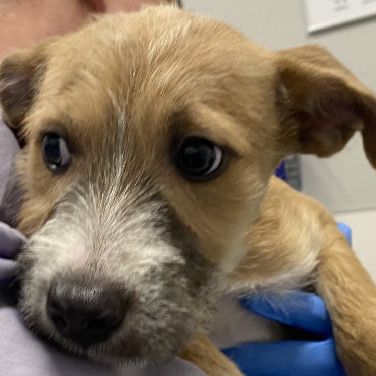 Filina — thumbnail 2