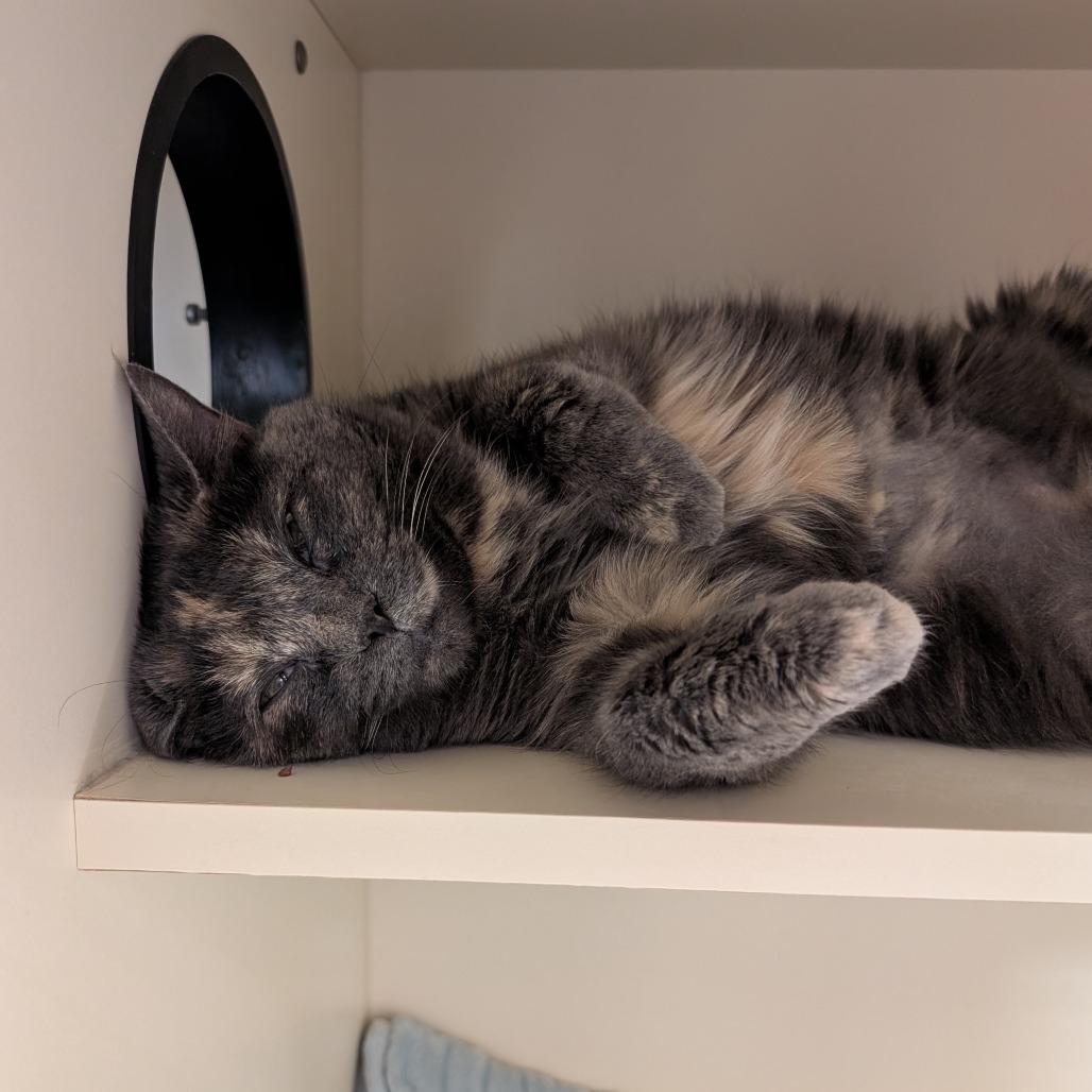 Dolly Purrton, photo 4
