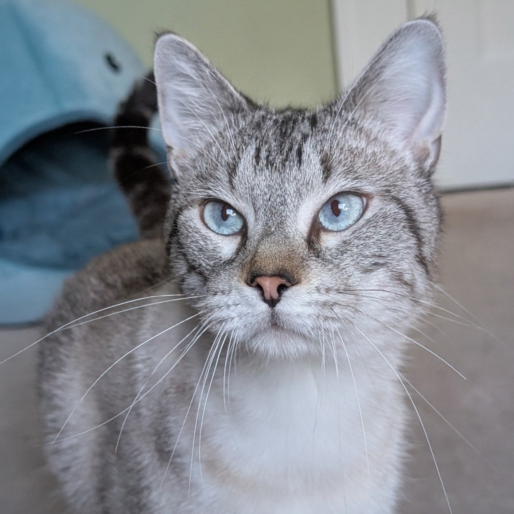 Milo, photo 2