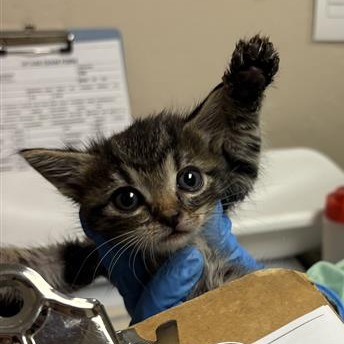 Splash: Female 3 Domestic Shorthair