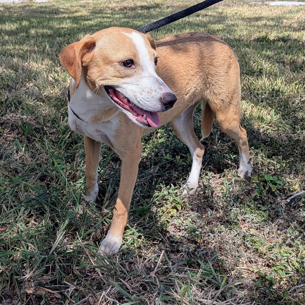 CRANBERRY - Shepherd available for adoption