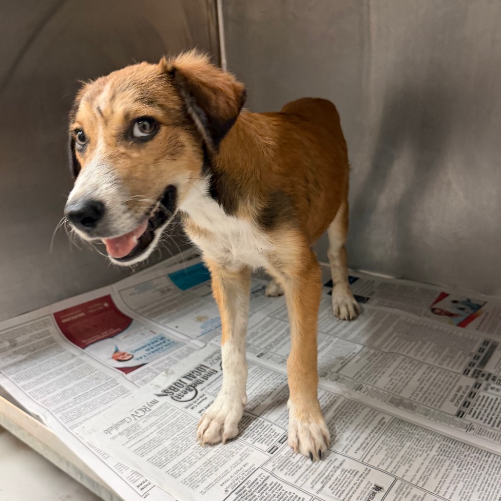 MR. COKE - Shepherd available for adoption