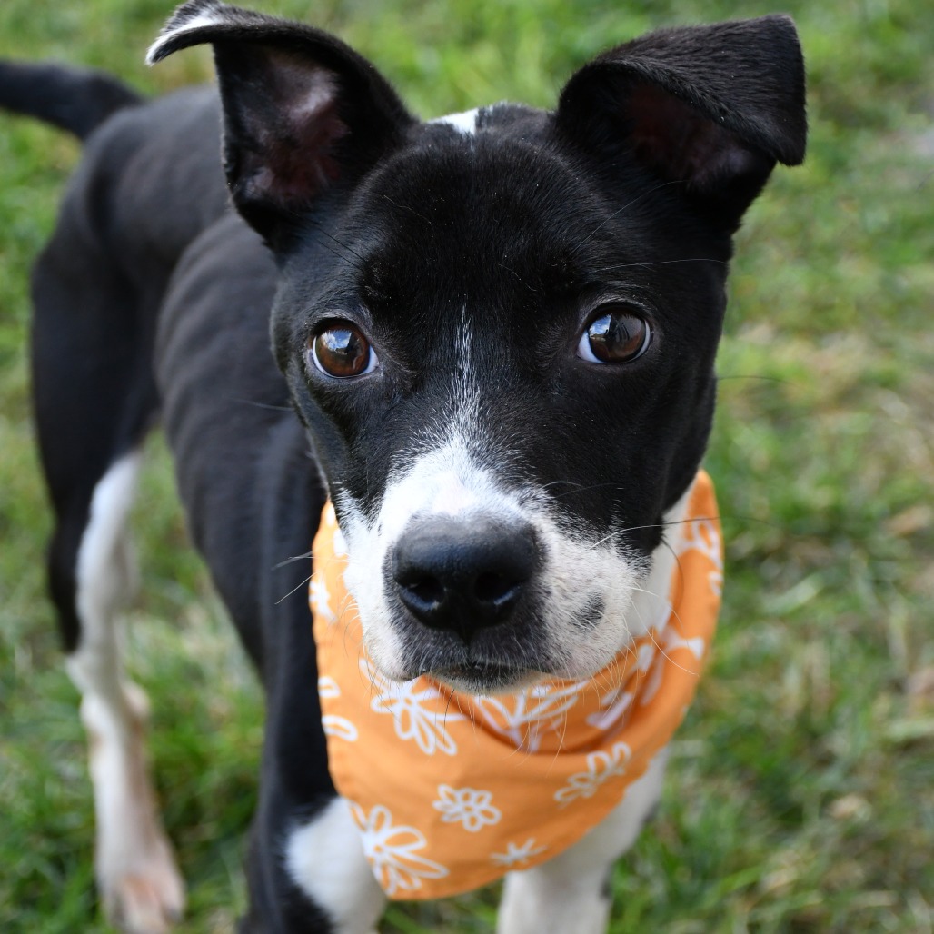 REAPER - Terrier, Pit Bull / Mix available for adoption