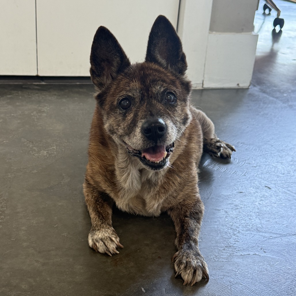 Shelby — thumbnail 3