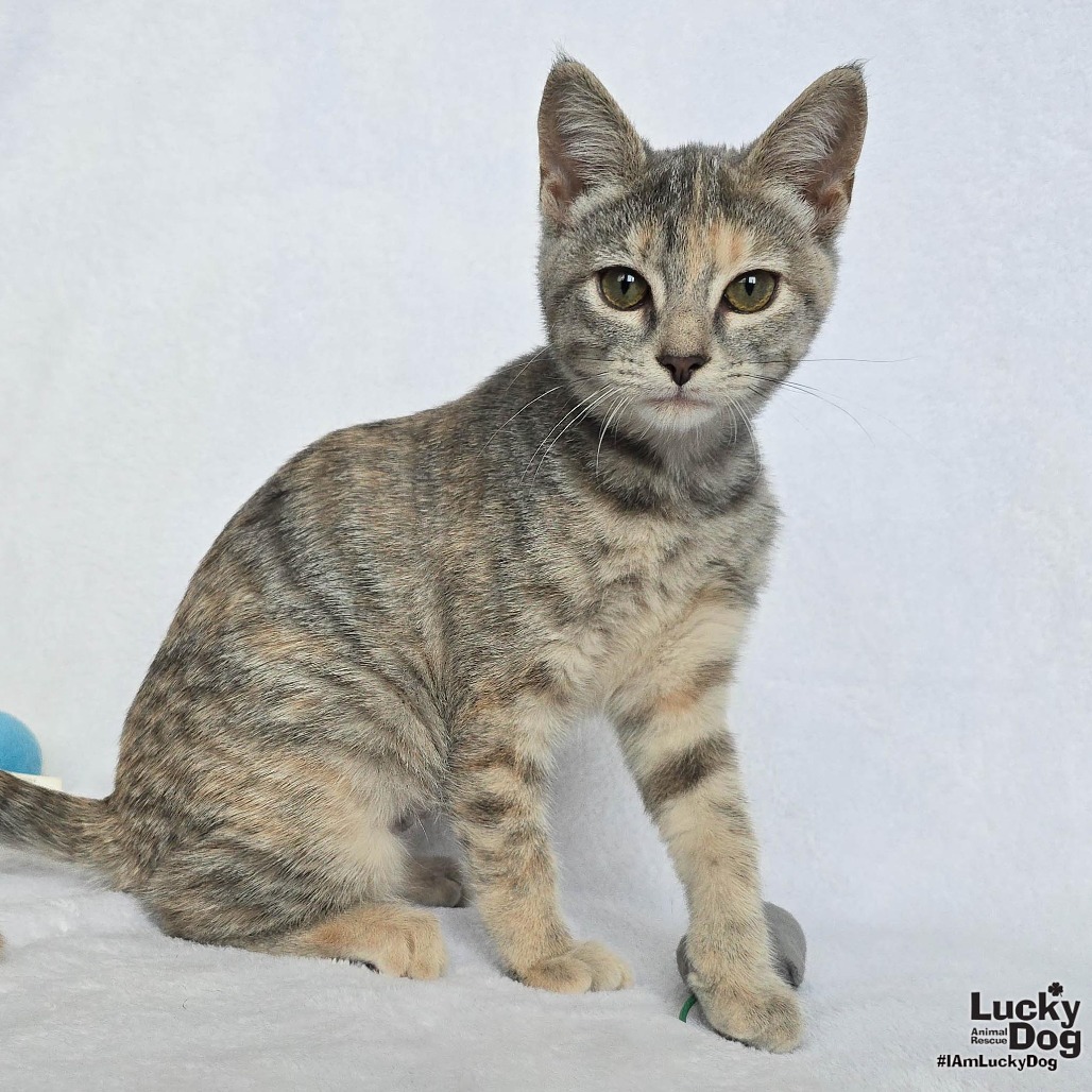 YUMI - Domestic Shorthair available for adoption