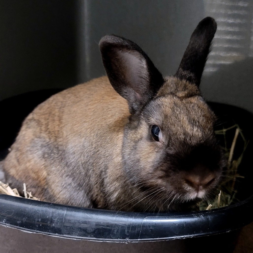 Truffle