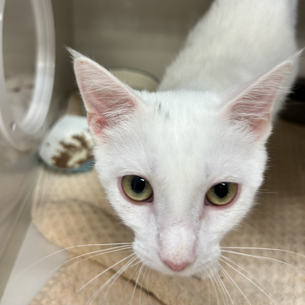 Snow - Domestic Shorthair