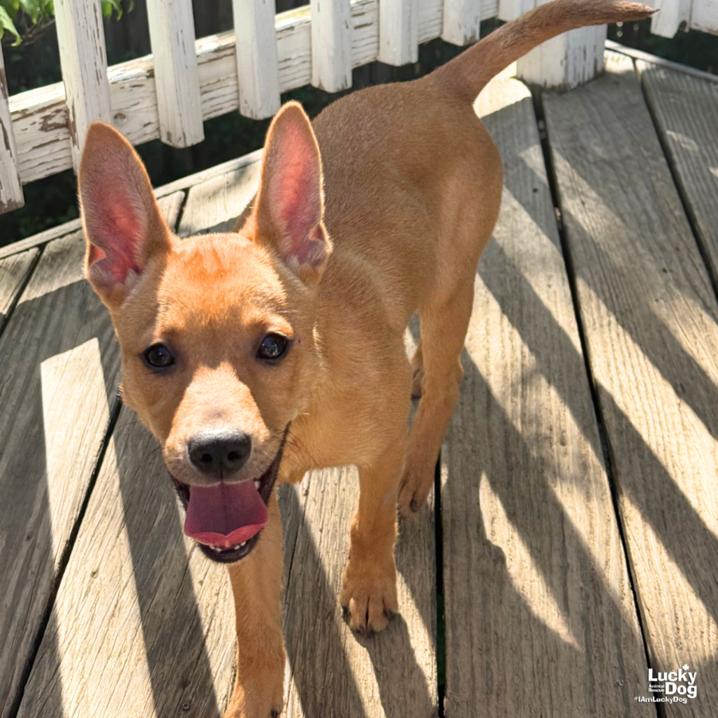 WYNNE - Shepherd / Terrier available for adoption