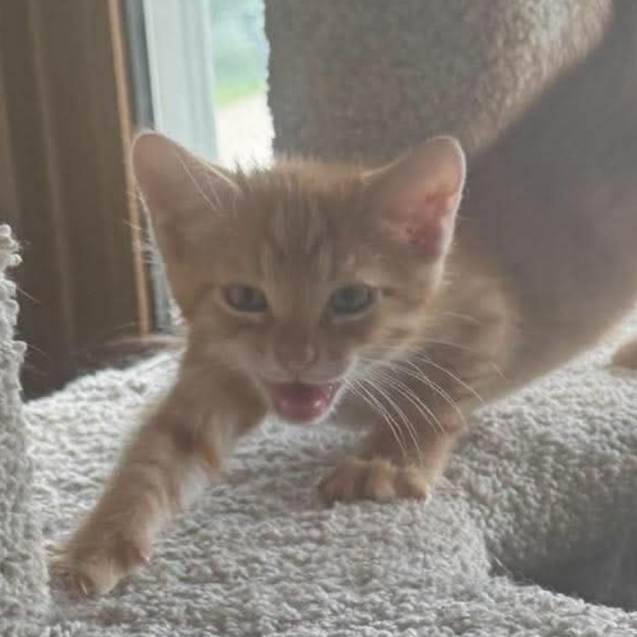 Brimly, available for adoption