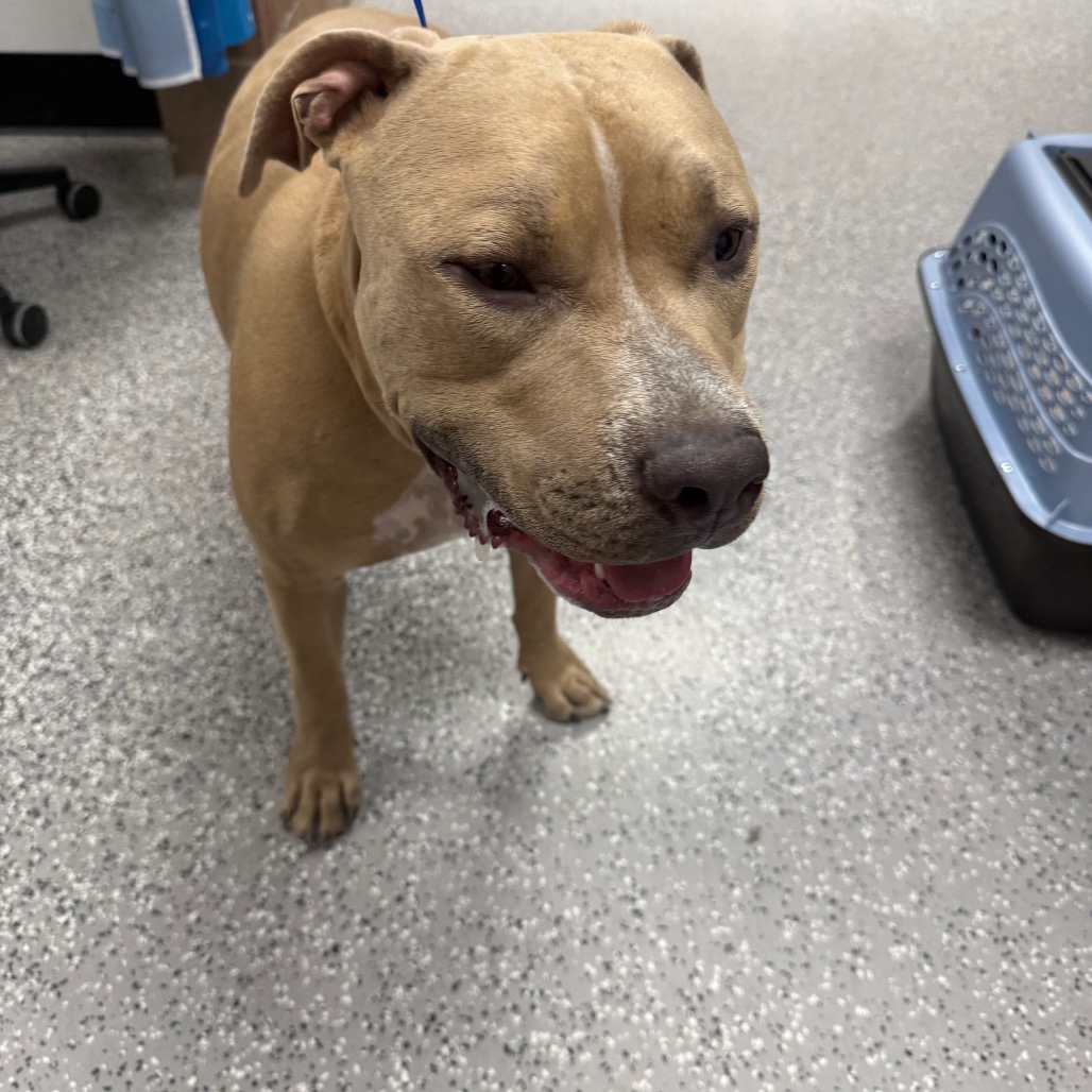 DIESEL - Terrier / American Pit Bull available for adoption
