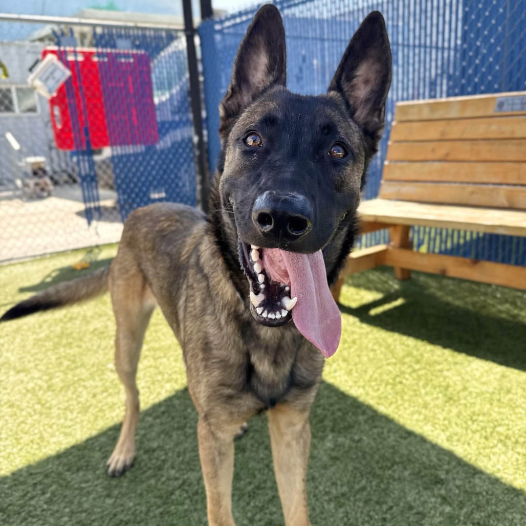 Trevor the Dog